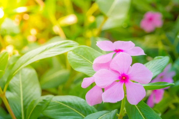 정원이나 이름으로 나오는 주기적으로 케이프 마다가스카르 분홍빛 카타란 — 스톡 사진
