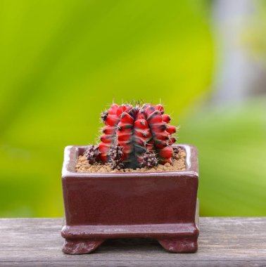 Lophophora williamsii, Kaktüs veya sulu ağaç süslemesi ahşap çizgili arka planda saksıda.