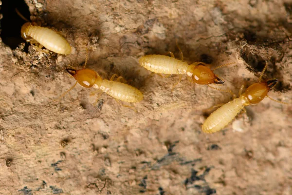 Gros Plan Petite Termite Sur Bois Termite Sol Est Recherche — Photo