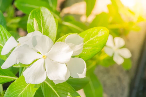 Λευκό Όμορφο Λουλούδι Vinca Periwinkle Τριαντάφυλλο Λουλούδι Στον Κήπο Άλλο — Φωτογραφία Αρχείου