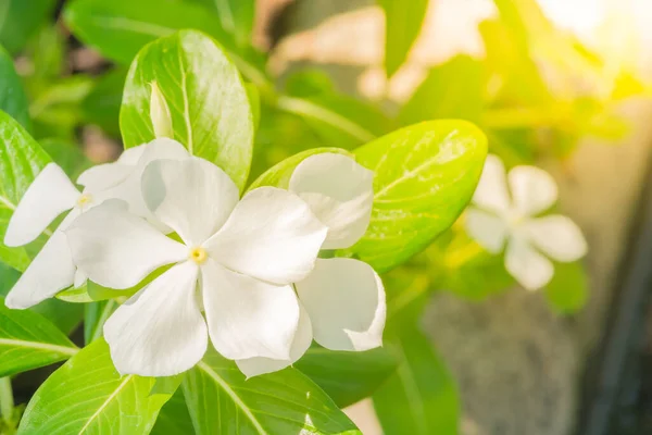 Flor Vinca Beautyful Branca Flor Rosa Periwinkle Jardim Outro Nome — Fotografia de Stock