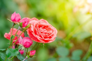 Bahçedeki güzel turuncu gülü kapat.