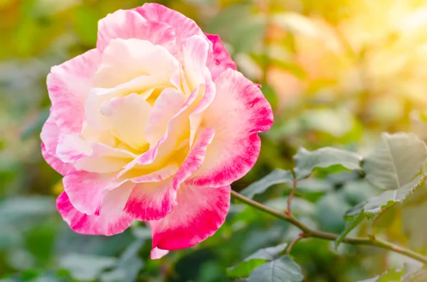 Close Mooie Roze Roos Bloem Boom Een Tuin — Stockfoto