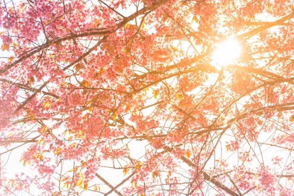 泰国清迈省西洋杉树冬季背景上的太阳光 — 图库照片