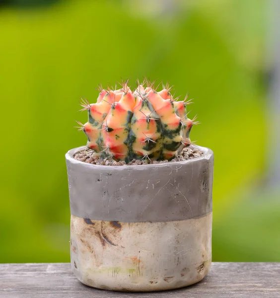 Lophophora Williamsii Kaktus Oder Sukkulentenbaum Dekorativ Blumentopf Auf Holzgestreiftem Hintergrund — Stockfoto