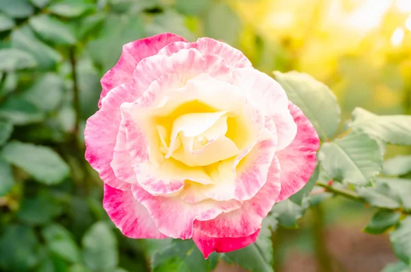 Close Mooie Roze Roos Bloem Boom Een Tuin — Stockfoto