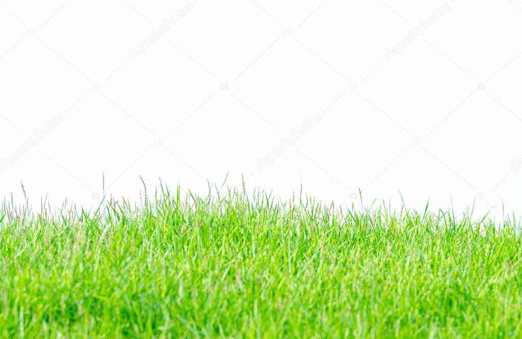 Background and texture of side view Kerean Lawn grass or japanese Lawn grass  isolated on white background. green grass pattern from golf course