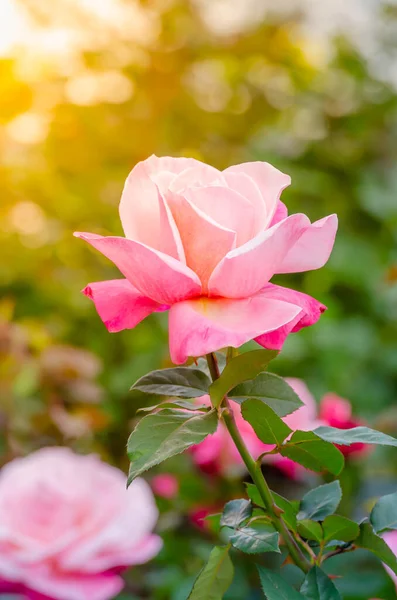 Primer Plano Rosa Hermosa Flor Árbol Jardín —  Fotos de Stock