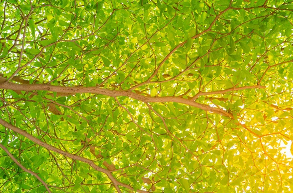 Las Hojas Verdes Naturaleza Sobre Árbol Fondo Blanco Terminalia Ivorensis — Foto de Stock