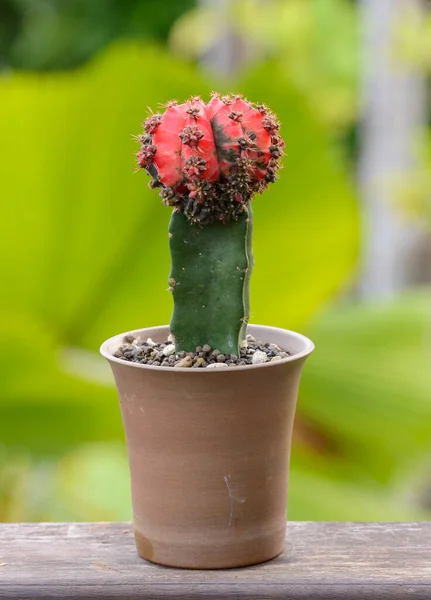 Lophophora Williamsii Cactus Succulents Tree Decorativo Vaso Flores Sobre Fundo — Fotografia de Stock