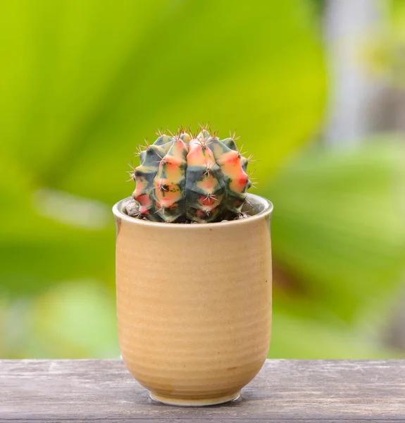 Lopopò Williamsii Cactus Succulents Tree Decorative Flowerpot Wood Striped Background — 스톡 사진