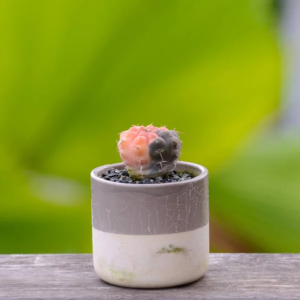 Lophophora Williamsii Cactus Succulents Tree Decorativo Vaso Flores Sobre Fundo — Fotografia de Stock