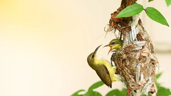 Tayland Bir Yuvada Güneşkuşu Yavru Kuş Zeytin Sırtı Güneş Kuşu — Stok fotoğraf