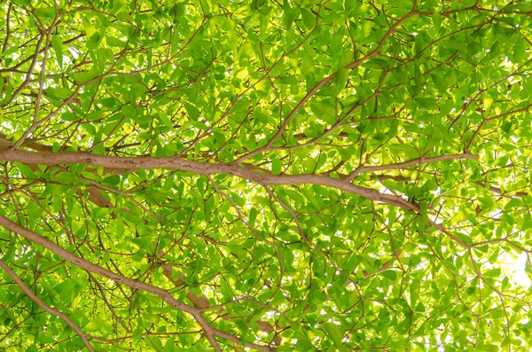 Las Hojas Verdes Naturaleza Sobre Árbol Fondo Blanco Terminalia Ivorensis — Foto de Stock