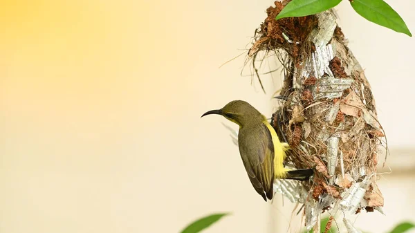 Tayland Bir Yuvada Güneşkuşu Yavru Kuş Zeytin Sırtı Güneş Kuşu — Stok fotoğraf