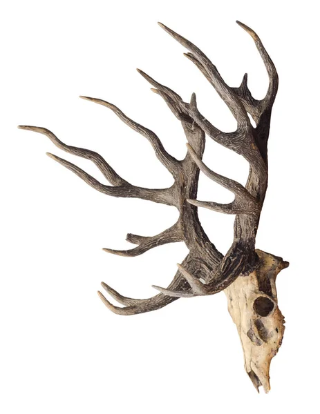 Schomburgk Deer Head Skull Isolated White Background Clipping Path Extinct — Stock Photo, Image