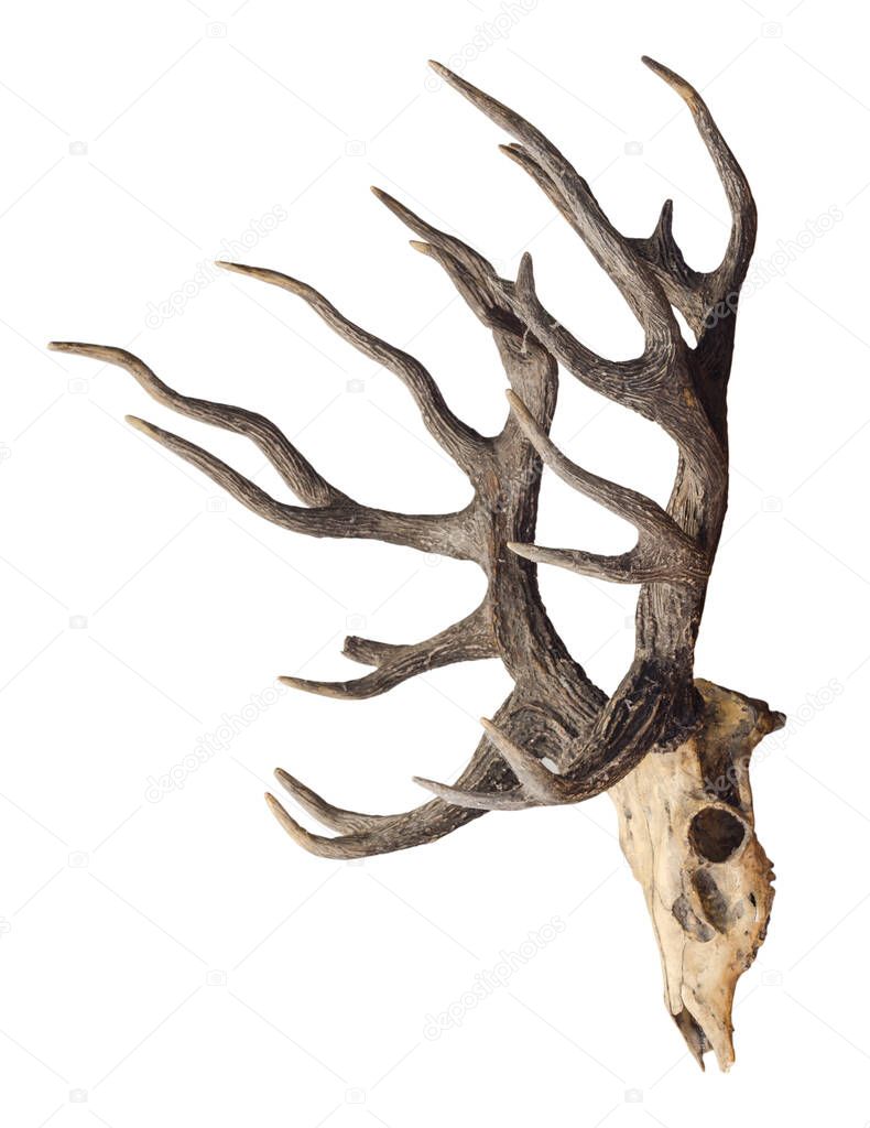 Schomburgk's deer head skull isolated on white background with clipping path, Extinct animal