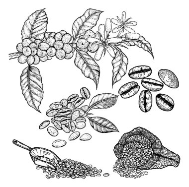 Vektör vintage çizim kahve ağacı, vişne çekirdeği, kahve çekirdeği