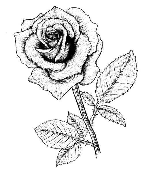 Kreslení růže — Stockový vektor