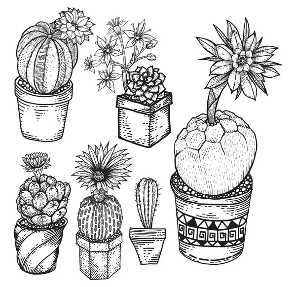 Cactus de dibujo vectorial con juego de macetas — Vector de stock