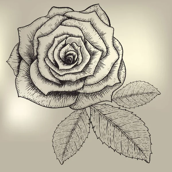 Drawing beautiful bloom rose — Stock Vector