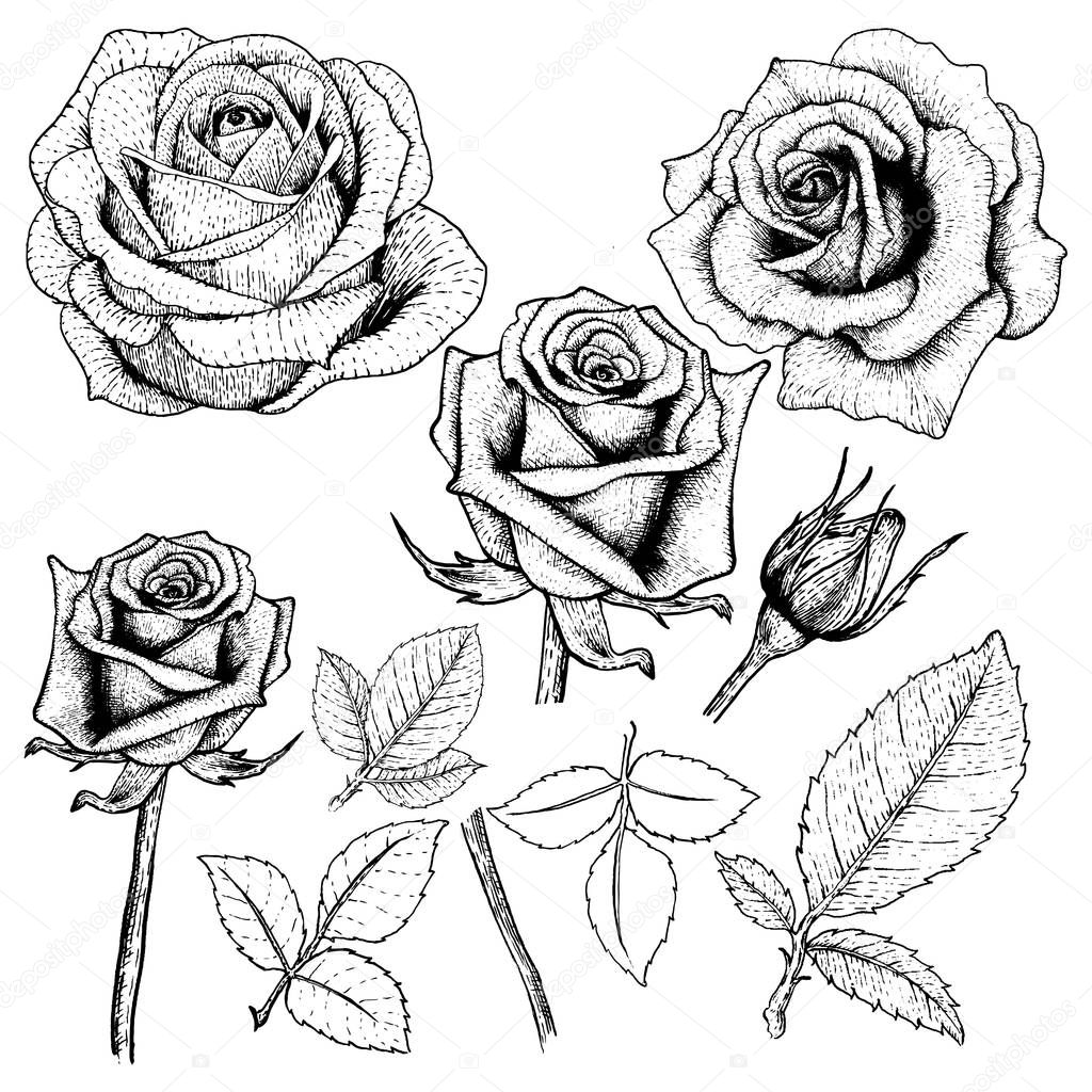 Drawing rose set 