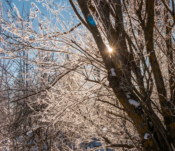 sun filters through the snow-covered branches