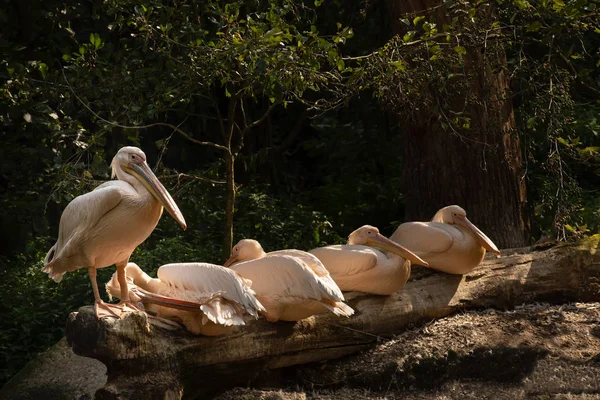 Famille Pelecanus Couché Debout Sur Des Bûches Bois — Photo