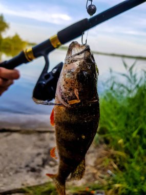 Volga Üzerinde Rusya'da nehir üzerinde iplik balıkçılık