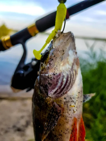 Spinnangeln Auf Dem Fluss Russland Der Wolga — Stockfoto