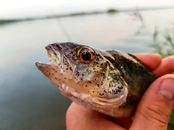 Spinning Fishing River Russia Volga — Stock Photo, Image