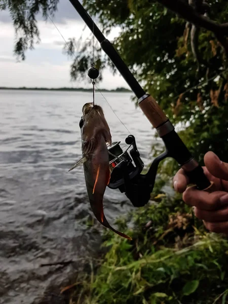 Spinning Pesca Río Rusia Volga —  Fotos de Stock