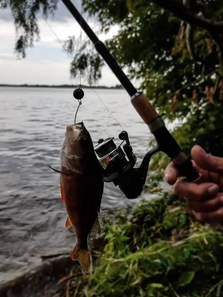 Kolení Ryb Řece Rusku Volze — Stock fotografie