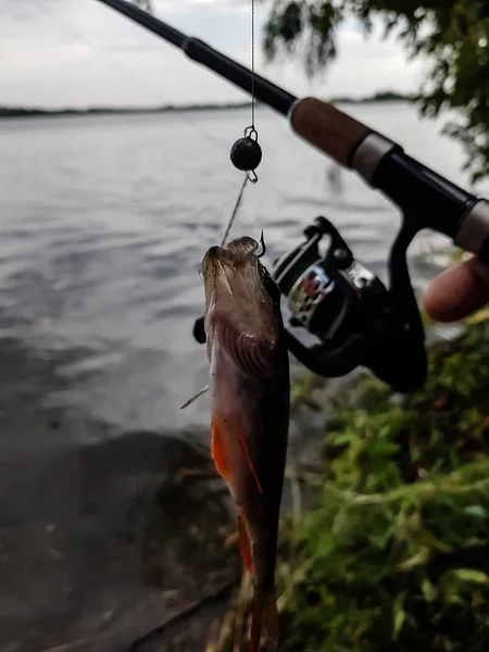 Spinning Pesca Río Rusia Volga —  Fotos de Stock