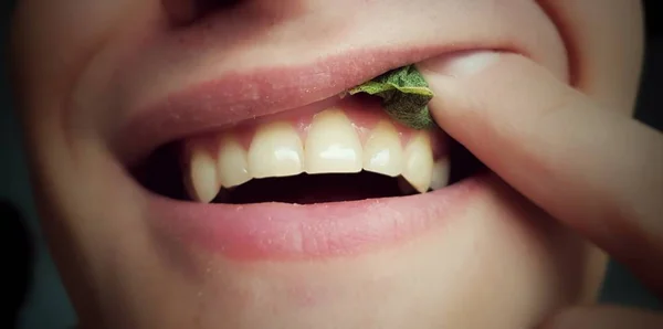 Porção Snus Tabaco Para Uso Através Das Gengivas — Fotografia de Stock