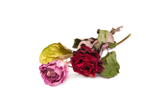 孤立在白色背景上的玫瑰干花 — 图库照片