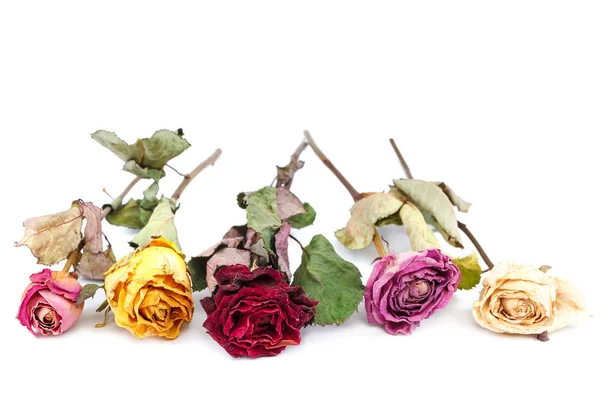 Sušené Květy Růže Izolovaných Bílém Pozadí — Stock fotografie