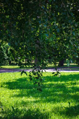 Güneşli bir günde bir bahar ormandaki ağaç dalları yeşil yaprak.