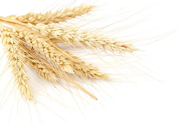 Wheat Ear Isolated White Background — Stock Photo, Image