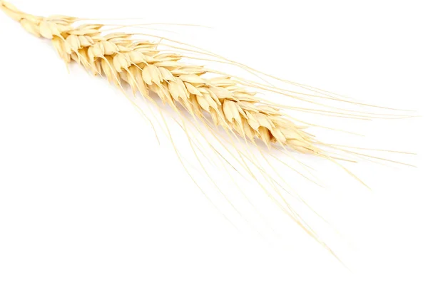 Buğday Kulağı Beyaz Arkaplanda Izole — Stok fotoğraf