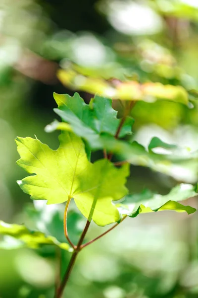 晴れた日の春の森で木の枝に緑の葉します — ストック写真
