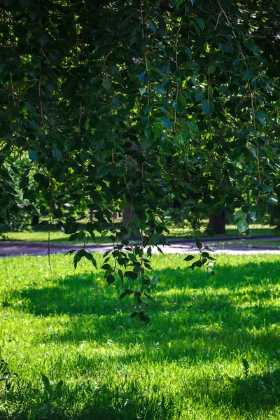 Zielone Liście Gałęzi Drzew Lesie Wiosną Słoneczny Dzień — Zdjęcie stockowe
