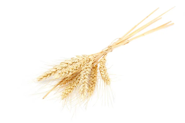 Wheat Ear Isolated White Background Stock Picture