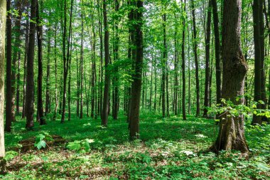 Güneşli bir günde yeşil yaprak döken orman yağmur damlaları.