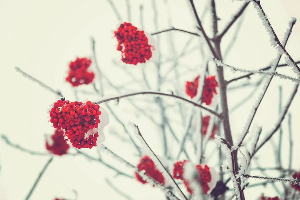 Trsy Červená Jeřabina Sněhem — Stock fotografie