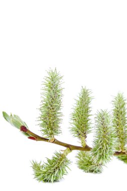 Beyaz arka plan üzerinde bir çiçek açması söğüt dalları izole şube.