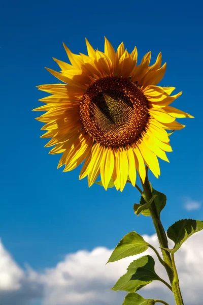 Flowers of a sunflower field with a blue sky.