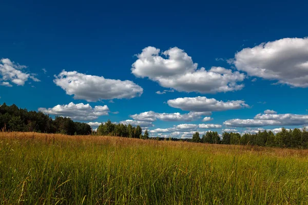Łąka Drzewa Przeciw Błękitne Niebo Białe Chmury — Zdjęcie stockowe