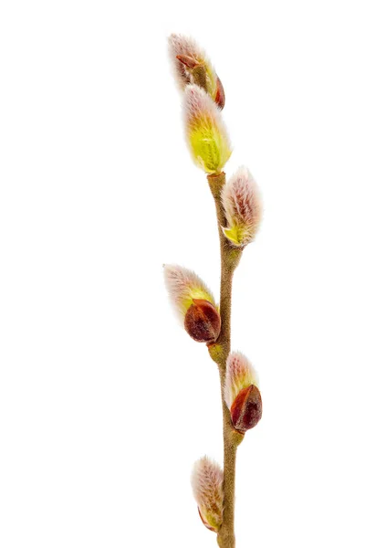 Jemné Kvetoucí Vrba Větev Izolované Bílém Pozadí — Stock fotografie