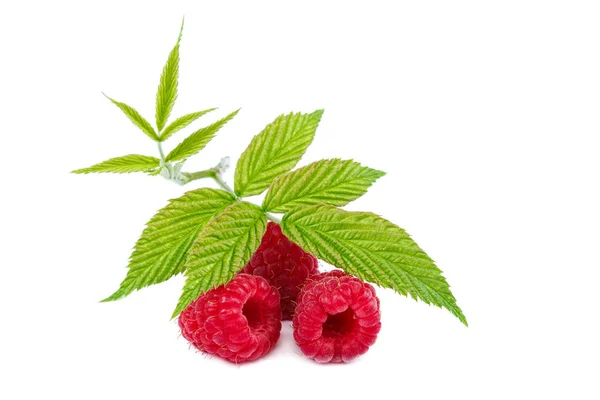 Fruits Raspberries Isolated White Background — Stock Photo, Image